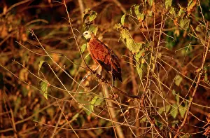 Busarellus: Black-Collared Hawk