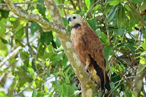 Busarellus: Black-collared Hawk