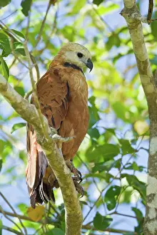 Busarellus: Black-collared Hawk