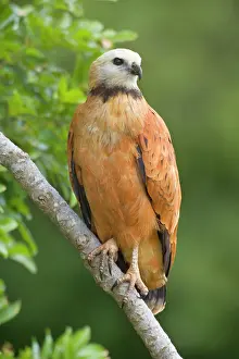 Busarellus: Black-collared Hawk - adult sitting on a branch