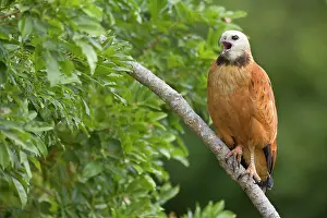Busarellus: Black-collared Hawk - adult sitting on a branch calling