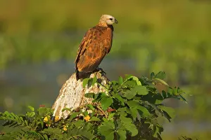 Busarellus: Black-collared Hawk - adult sitting on a rock looking