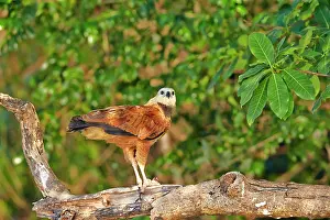 Busarellus: Black-collared Hawk eating a fish Pantanal area