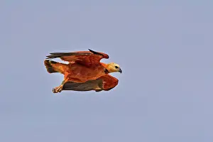 Collared: Black-collared Hawk - in flight