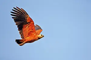 Busarellus: Black-collared Hawk in flight before fishing Pantanal