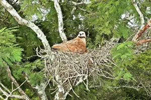 Busarellus: Black-collared Hawk at nest