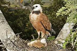 Busarellus: Black-collared Hawk at nest with young