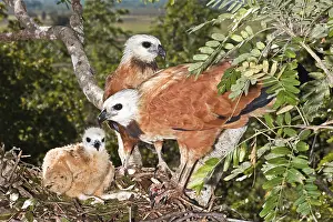 Busarellus: Black-collared Hawk pair at nest with young