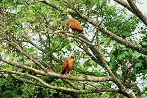 Busarellus: Black-collared Hawks