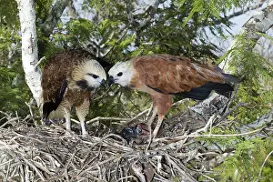 Busarellus: Black-Collared Hawks at Nest