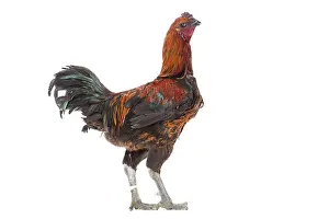 Combattant: Black Combattant de Brugges Chicken