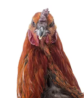 Wattles: Black Combattant de Brugges Chicken