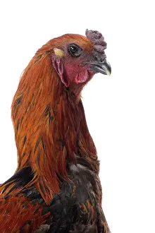 Cockerel: Black Combattant de Brugges Chicken