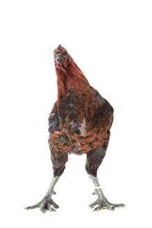 Cockerel: Black Combattant de Brugges Chicken