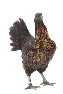 Combattant: Black Combattant de Brugges Chicken golden hackles hen