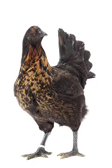 Combattant: Black Combattant de Brugges Chicken golden hackles hen