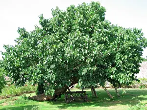Mulberries: Black / Common Mulberry Tree