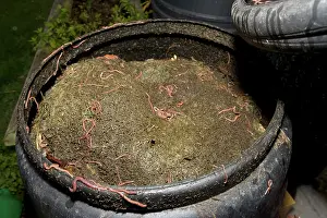 Compost: Black compost bin with active worm population