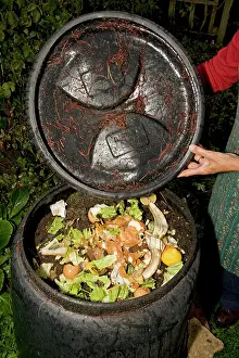 Compost: Black compost bin with active worm population