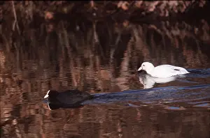 Albino: Black COOT - adult with albino coot