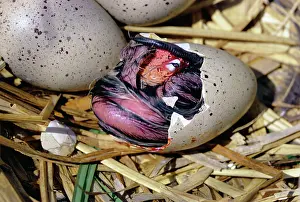 Coots: Black COOT - chick hatching from egg, sequence available