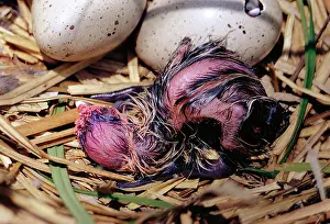 Coots: Black COOT - newborn chick, hatching from egg