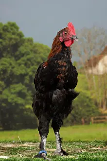 Marans: Black Copper Marans Chicken Cockerel