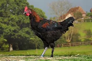 Cockerel: Black Copper Marans Chicken Cockerel
