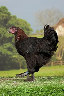 Marans: Black Copper Marans Chicken hen