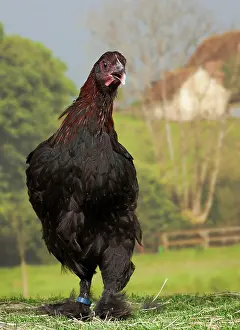 Marans: Black Copper Marans Chicken hen