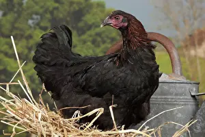 Marans: Black Copper Marans Chicken hen