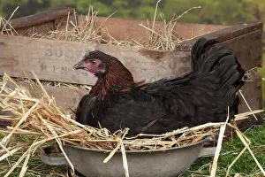 Marans: Black Copper Marans Chicken hen