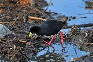 Crake: Black Crake