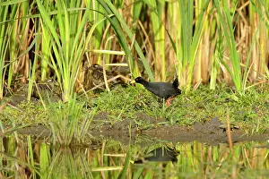 Crake: Black Crake