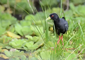 Crake: Black Crake