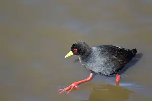 Crake: Black Crake - searching for food near the lakeshore