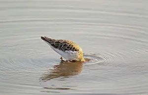 Crake: Black Crake - searching for food near the lakeshore