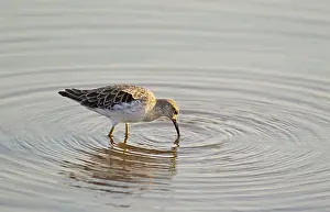 Crake: Black Crake - searching for food near the lakeshore