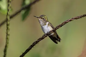 240517: Black-crested coquette Lophornis helenae A hummingbir