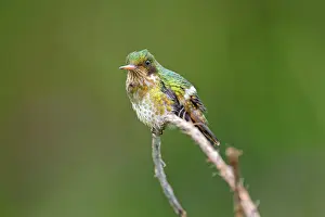 240517: Black-crested coquette Lophornis helenae A hummingbir