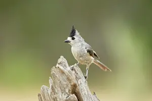 Titmouse: Black-crested Titmouse