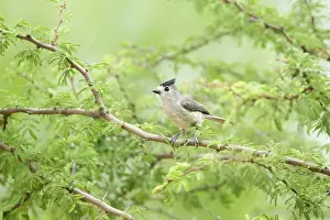 Titmouse: Black-crested Titmouse