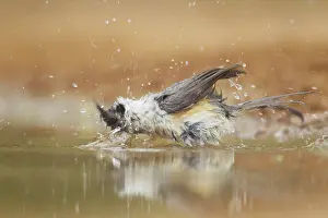 Titmouse: Black-crested Titmouse - washing