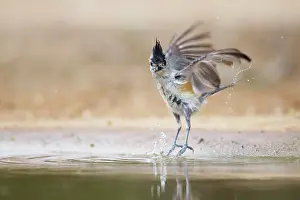 Titmouse: Black-crested Titmouse - washing