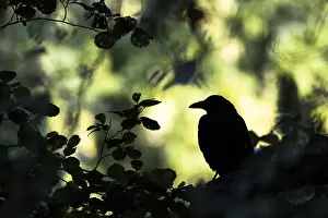 Corone: Black Crow (Corvus corone corone), Silhouette, Hesse