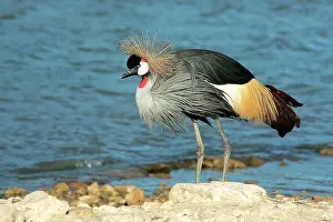 Ceciliae: Black-crowned Crane