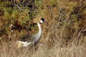 Pavonina: Black-Crowned Crane