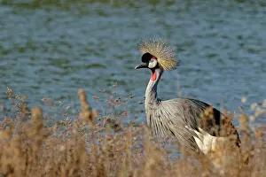 Pavonina: Black-Crowned Crane