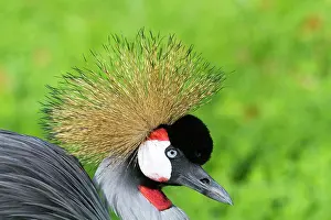 Balearica: Black Crowned Crane