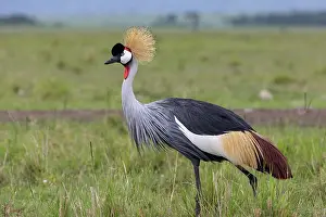Parc: BLACK CROWNED CRANE
